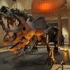 NaturalHistoryMuseumOfLosAngeles