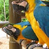 Blue and Gold Macaws.jpg