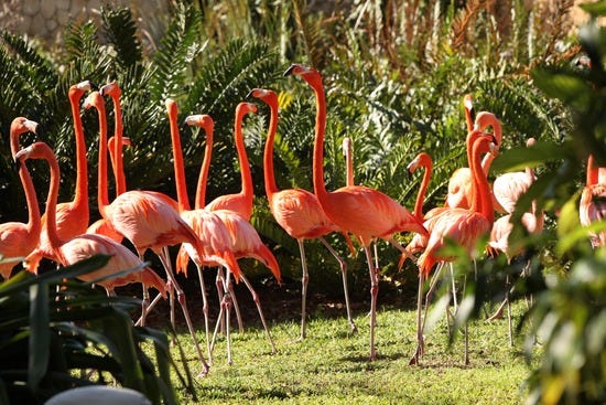 Flamingo 2.JPG