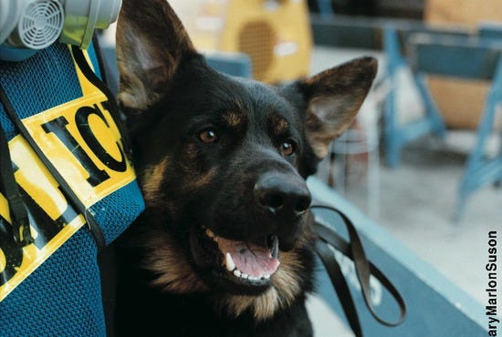 WTC K-9 Recovery Dog Image by &Acirc;&copy;Gary Marlon Suson at Ground Zero Museum Workshop in NYC.