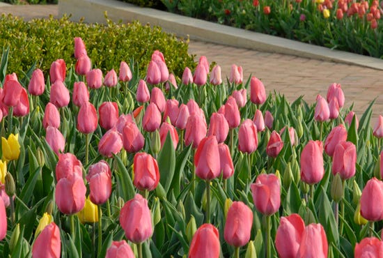 The Crescent Garden's concentric beds feature seasonally changing palettes of color and texture, including seasonal annuals, grasses, shrubs and small trees separated by pathways.