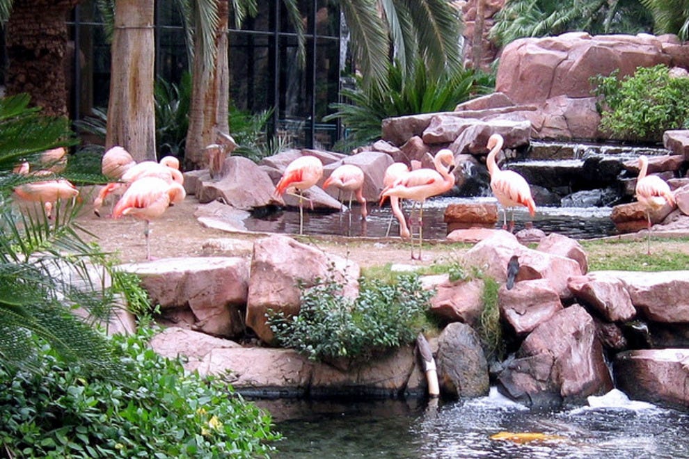 Flamingo Wildlife Habitat: Las Vegas Attractions Review - 10Best