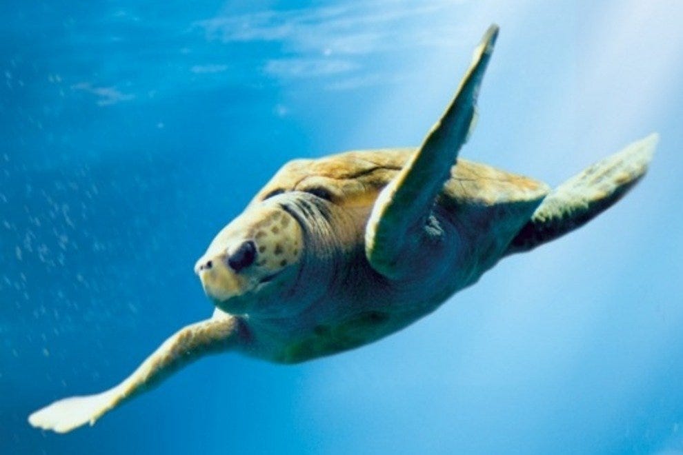 South Carolina Aquarium Charleston Attractions Review 10Best Experts