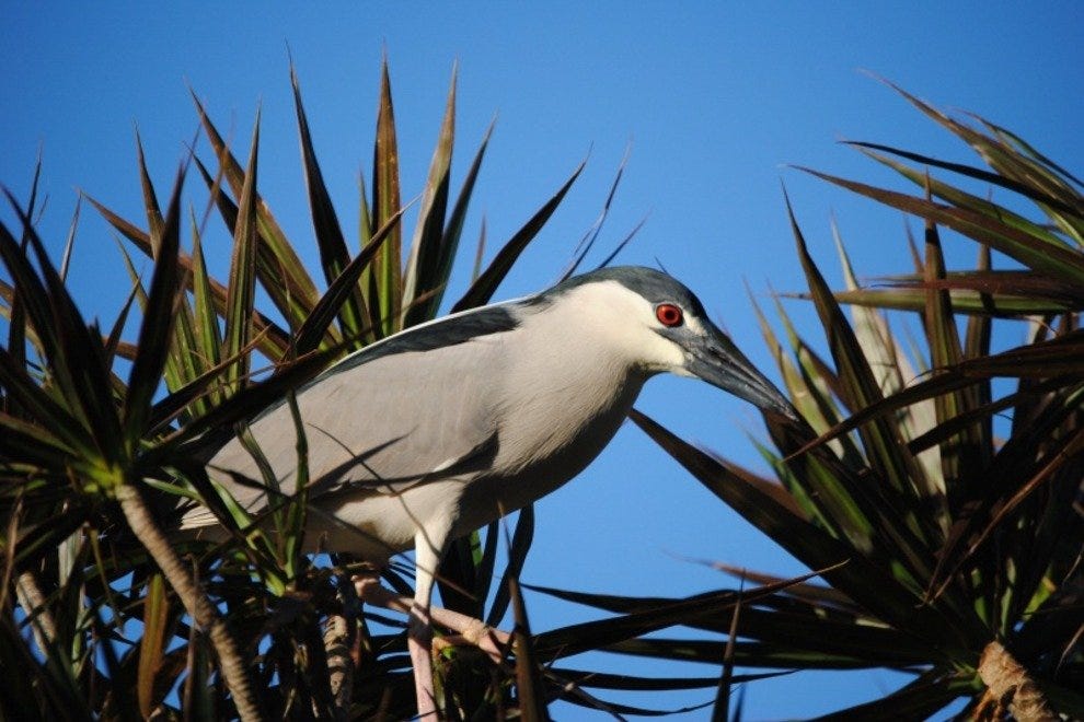 Flamingo Gardens: Fort Lauderdale Attractions Review - 10Best Experts