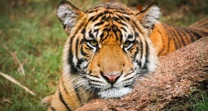 New Male Tiger Enlisted for Daddy Duty at Port Defiance