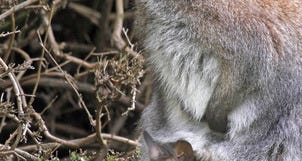 Woodland Park Zoo's Australasia Marsupial Breeding Program a Success