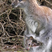 Woodland Park - Joey.jpg