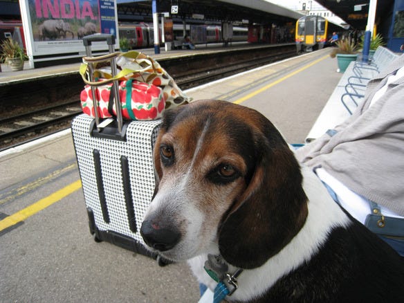 Dogs in the City!   Four-Footed Family Members Travel Too