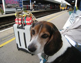 Dogs in the City! Four-Footed Family Members Travel Too