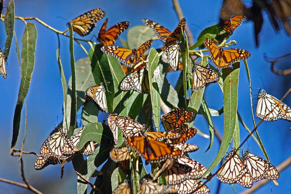 Coronado Butterfly Preserve Santa Barbara Attractions Review 10Best