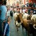 Running of the Bulls - Pamplona, Spain