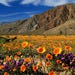 Anza-Borrego Desert State Park, California