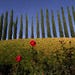 Landscape in Tuscany, Italy