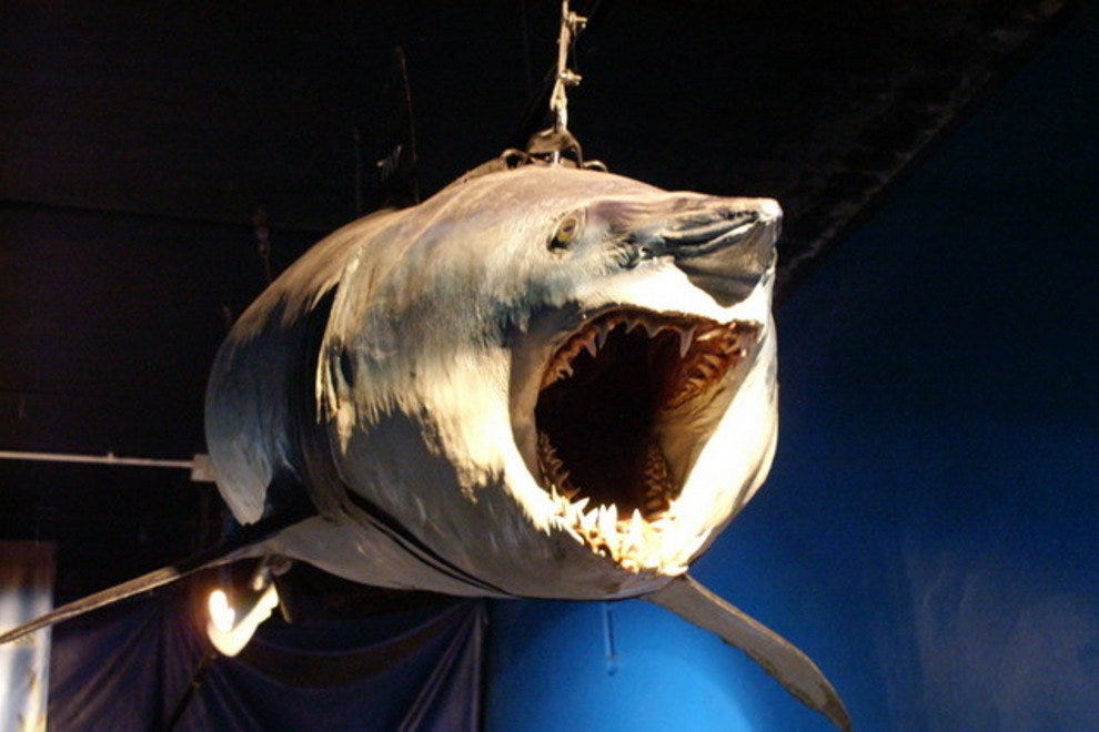 Deep Sea World Edinburgh Attractions Review 10Best Experts and