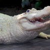 Gator.jpg