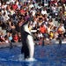 SeaWorld San Diego Dolphin.jpg