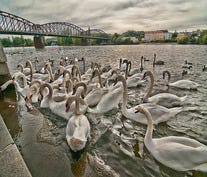 Swans feeding on the Vitava River in Prague