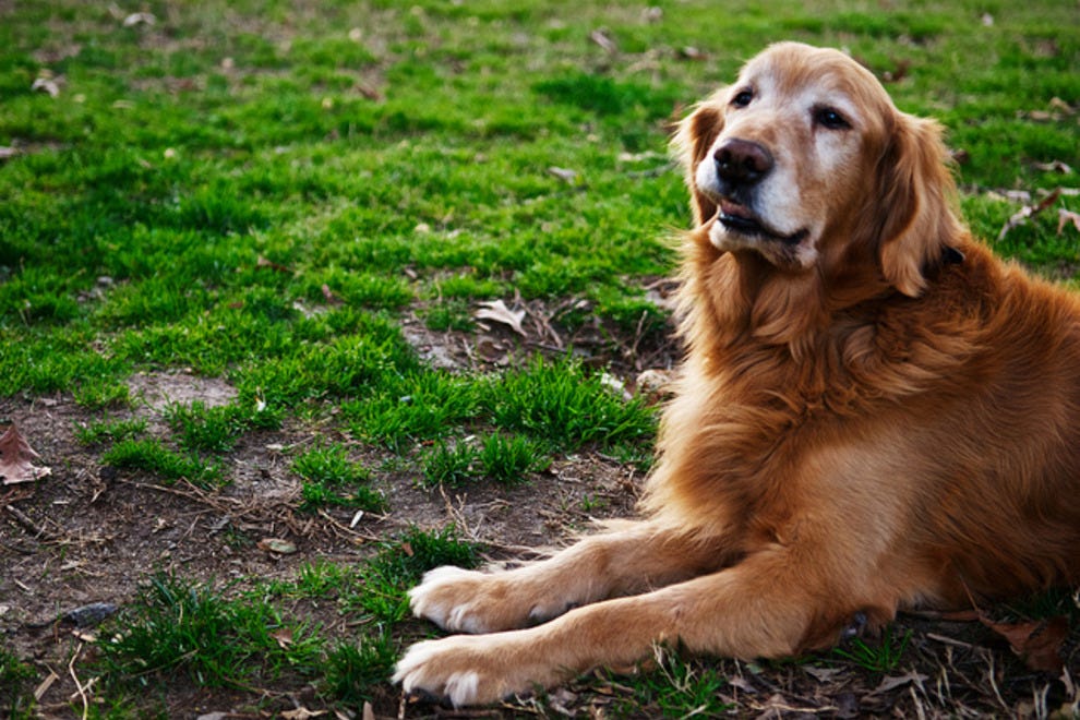 Palm Springs Pet Friendly Hotels In Ca Hotel Slideshow Pet Friendly Hotels In Palm Springs