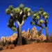 Joshua Trees, Joshua Tree National Park, &Acirc;&copy; Joanne DiBona.jpg