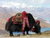 Yak Having a Snack at Yundrok Yumtso Lake, Tibet
