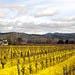Wine County, Sonoma and Napa Valleys