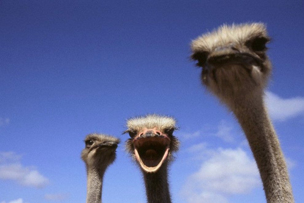 Aruba Ostrich Farm Aruba Attractions Review 10Best Experts and