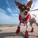 Dog_on_Seawall.jpg