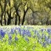 Bluebonnets in Texas