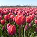 Tulips in the Netherlands