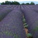Lavender in Provence, France