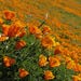 Poppies of the California Mojave Desert
