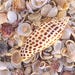 Sanibel Sea Shells