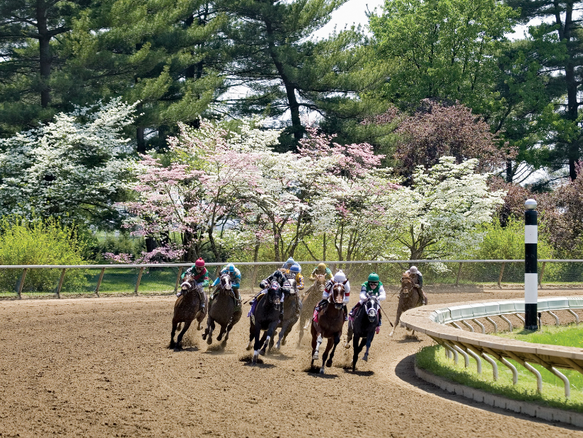 Horse Racing