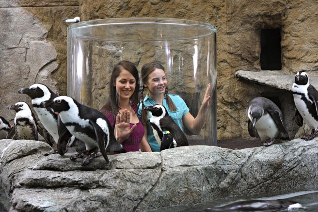 Ripley's Aquarium of the Smokies in Gatlinburg, TN