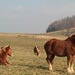 The Amish Lifestyle