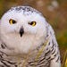 Snowy Owl
