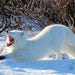 Arctic Fox