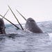 Narwhal