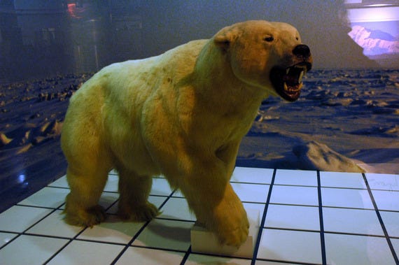Polar Bear in the Ted Stevens Anchorage International Airport