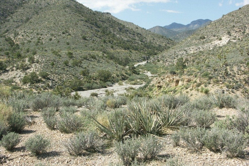 Desert National Wildlife Refuge Complex Las Vegas Attractions Review