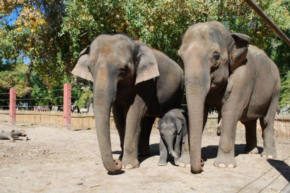 ABQ BioPark Zoo Albuquerque Attractions Review 10Best Experts and