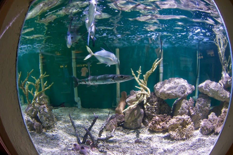 Key West Aquarium Key West Attractions Review 10Best Experts and