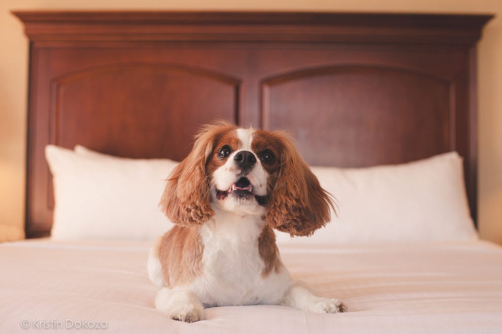 Best Pet Friendly Hotel Winners 2013 10Best Readers' Choice Travel Awards