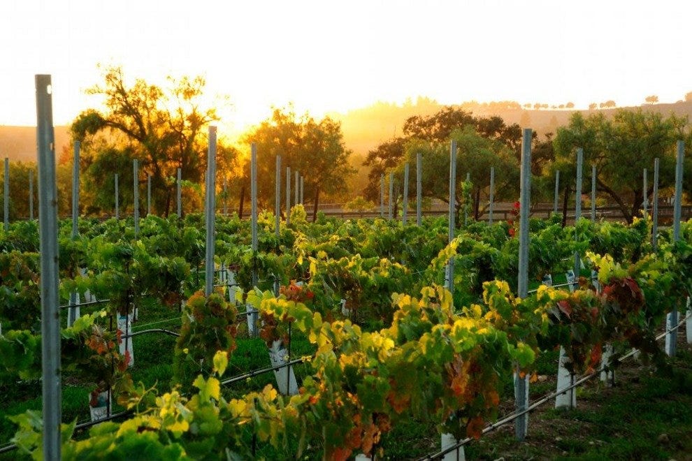 Los Olivos' Best Wineries Attractions in Santa Barbara