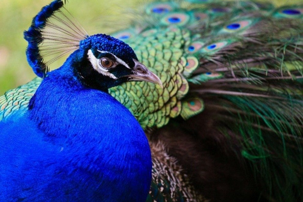 Flamingo Gardens: Fort Lauderdale Attractions Review - 10Best Experts