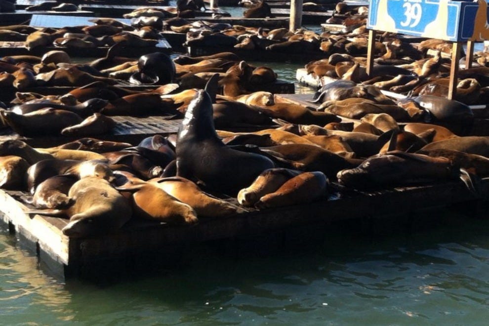 Sea Lion Center Opens at Pier 39 in San Francisco: Attractions Article