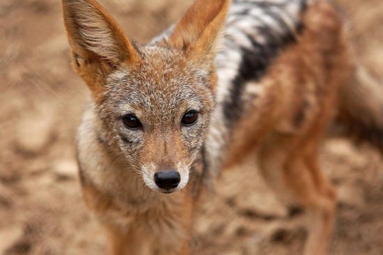 Wildlife World Zoo: Phoenix Attractions Review - 10Best Experts and