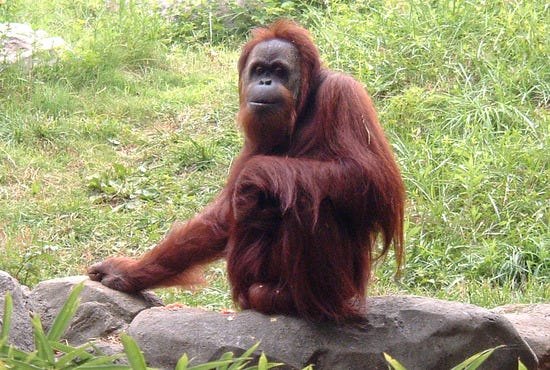 Zoo Atlanta