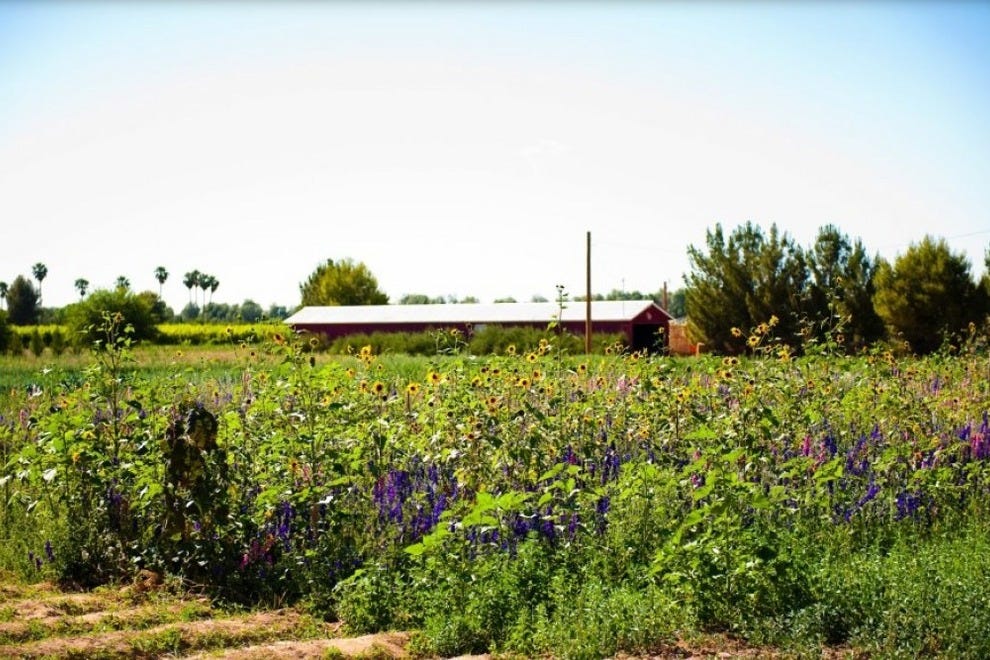 Schnepf Farms Phoenix Attractions Review 10Best Experts and Tourist