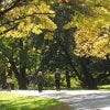 Arnold Arboretum